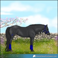 Horse Color:Black 