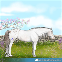 Horse Color:Bay Roan Splash Tobiano Varnish and Bay Roan Splash Tobiano Varnish