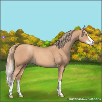 Horse Color:Gold Champagne Roan Splash 