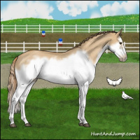 Horse Color:Red Dun Roan Splash Frame Rabicano