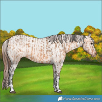 Horse Color:Bay Dun  and Bay Dun Appaloosa 