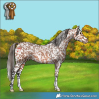 Horse Color:Bay Snowflake Varnish 
