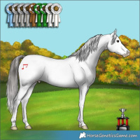 Horse Color:Grullo Appaloosa