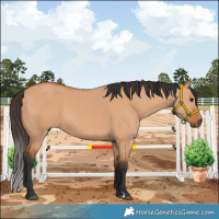 Horse Color:Bay Dun 