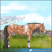 Horse Color:Bay Splash Tobiano Appaloosa  and Bay Splash Tobiano 
