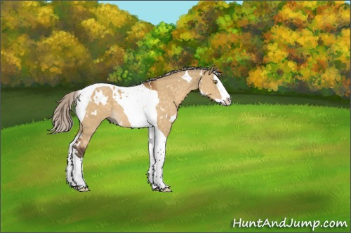 Horse Color:White Spotted Silver Buckskin Dun Splash Tobiano 