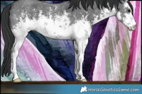 Horse Color:White Spotted Black Sabino 