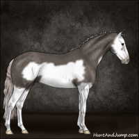 Horse Color:Silver Black Splash Frame 