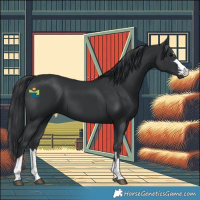 Horse Color:Black 
