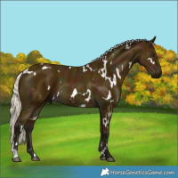 Horse Color:White Spotted Midnight Silver Buckskin