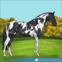 Horse Color:White Spotted Black Tobiano 