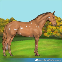 Horse Color:White Spotted Chestnut 