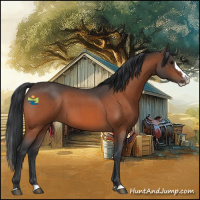 Horse Color:Bay Roan Splash 