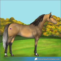 Horse Color:Buckskin 