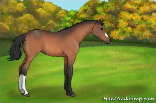 Horse Color:Bay 