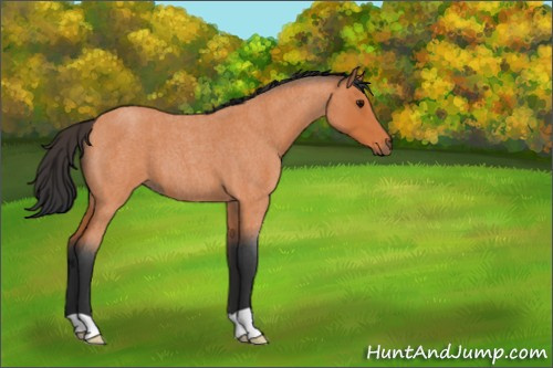 Horse Color:Bay Roan 