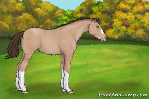 Horse Color:Amber Champagne 
