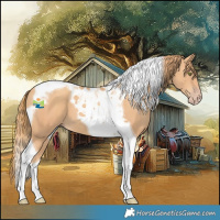 Horse Color:Gold Champagne Tobiano 