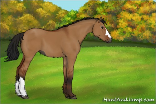 Horse Color:Gray Bay Dun 