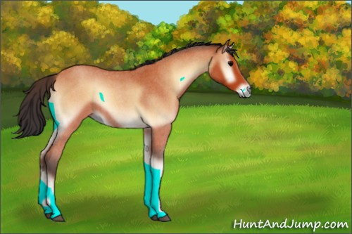 Horse Color:Bay Roan Onyx Rabicano 