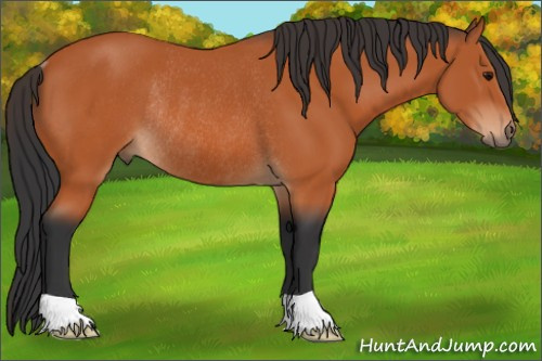 Horse Color:Bay Rabicano 