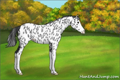 Horse Color:Blue Roan Splash Appaloosa 