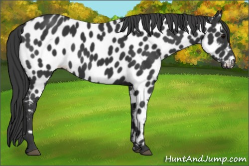 Horse Color:Black Appaloosa 