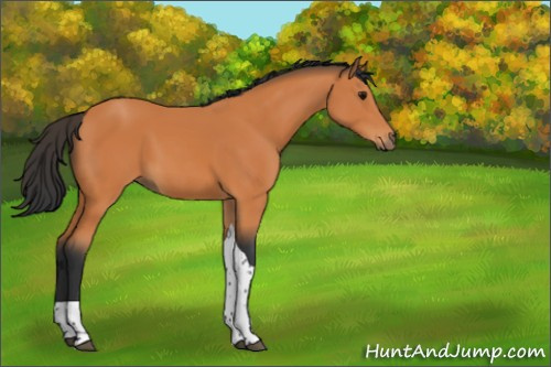 Horse Color:Bay Tobiano 