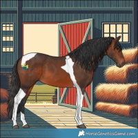 Horse Color:Brown Tobiano 
