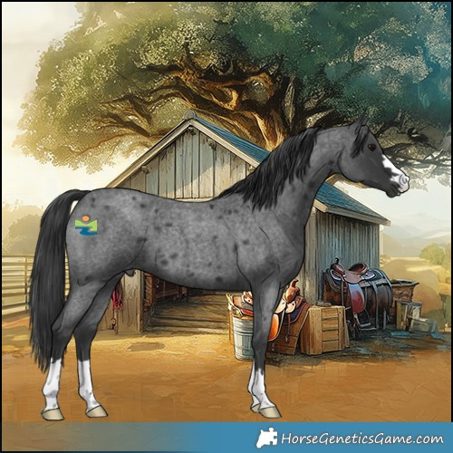 Horse Color:Blue Roan 