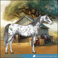 Horse Color:Blue Roan Splash Appaloosa 
