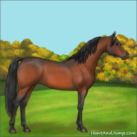 Horse Color:Bay Roan 