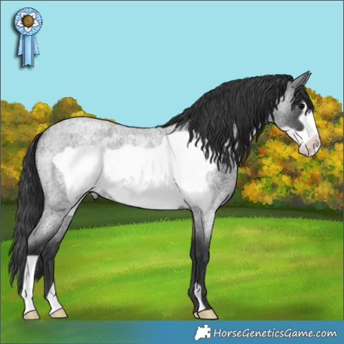 Horse Color:Blue Roan Frame 