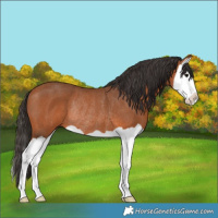 Horse Color:Bay Splash Rabicano