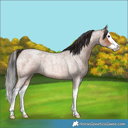 Horse Color:Bay Roan Splash Rabicano 
