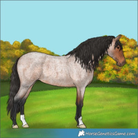 Horse Color:Bay Roan 