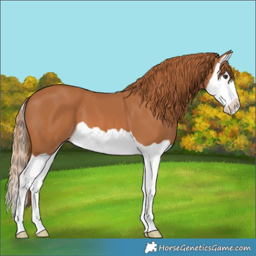 Horse Color:Chestnut Splash 