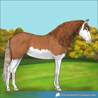 Horse Color:Chestnut Splash 