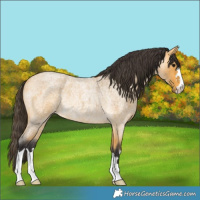 Horse Color:Buckskin Roan Rabicano 