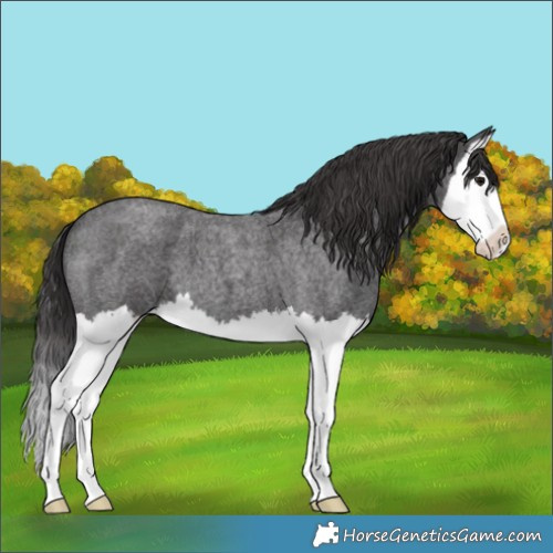 Horse Color:Smoky Blue Roan Splash 
