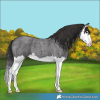 Horse Color:Smoky Blue Roan Splash 