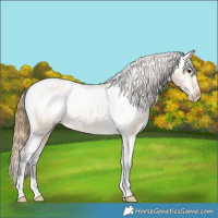 Horse Color:Buckskin Appaloosa 