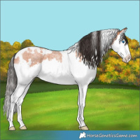 Horse Color:White Spotted Bay Roan Splash 