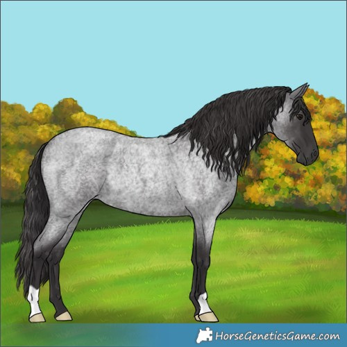 Horse Color:Smoky Blue Roan Rabicano 