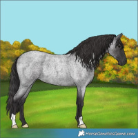 Horse Color:Smoky Blue Roan Rabicano 