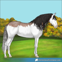 Horse Color:Bay Roan Splash Rabicano 