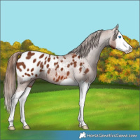 Horse Color:Chestnut Splash Appaloosa 