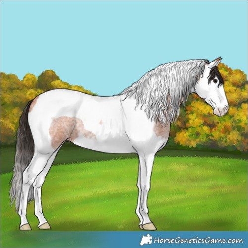 Horse Color:Bay Roan Splash Tobiano 