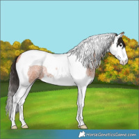 Horse Color:Bay Roan Splash Tobiano 