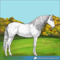 Horse Color:Gray Black Splash Appaloosa 